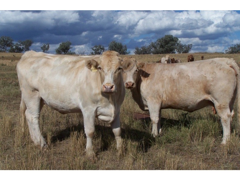 “Kooyong” Manilla, Manilla NSW 2346