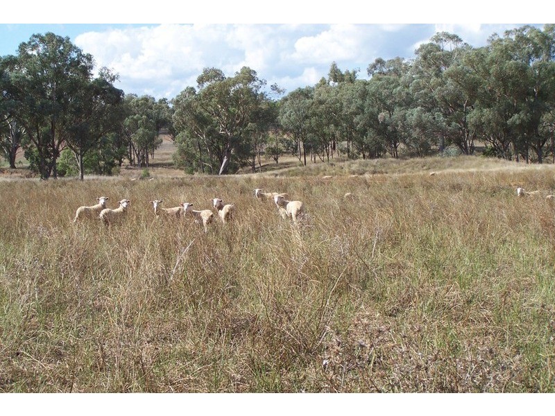 “Kooyong” Manilla, Manilla NSW 2346