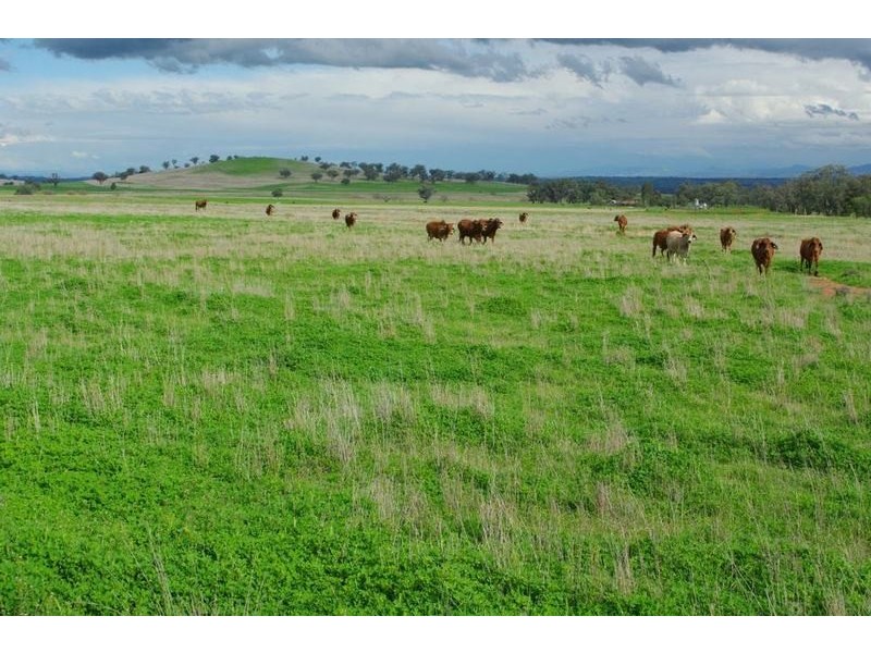 Attunga NSW 2345