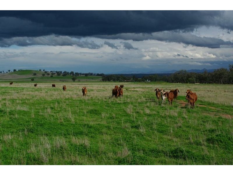 Attunga NSW 2345