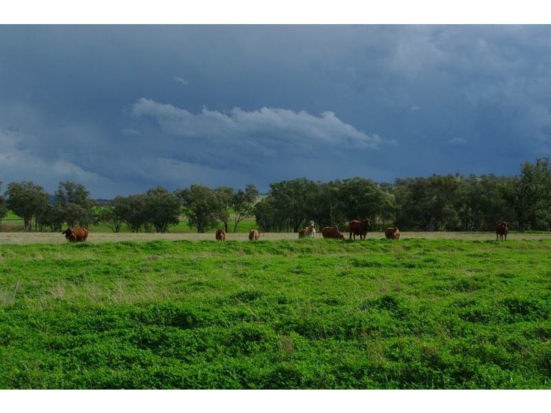 Attunga NSW 2345