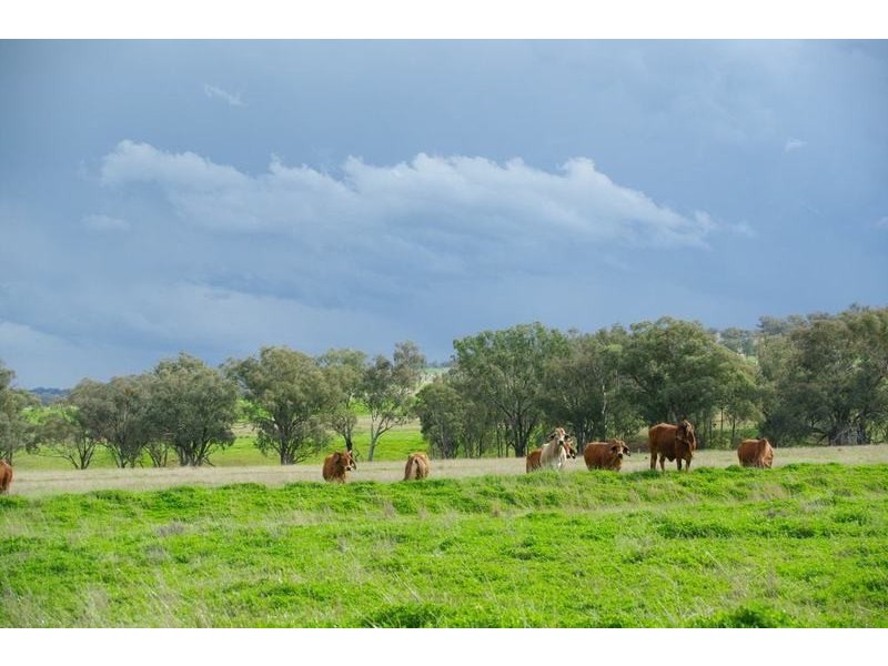 Attunga NSW 2345