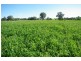 Piallamore NSW 2340