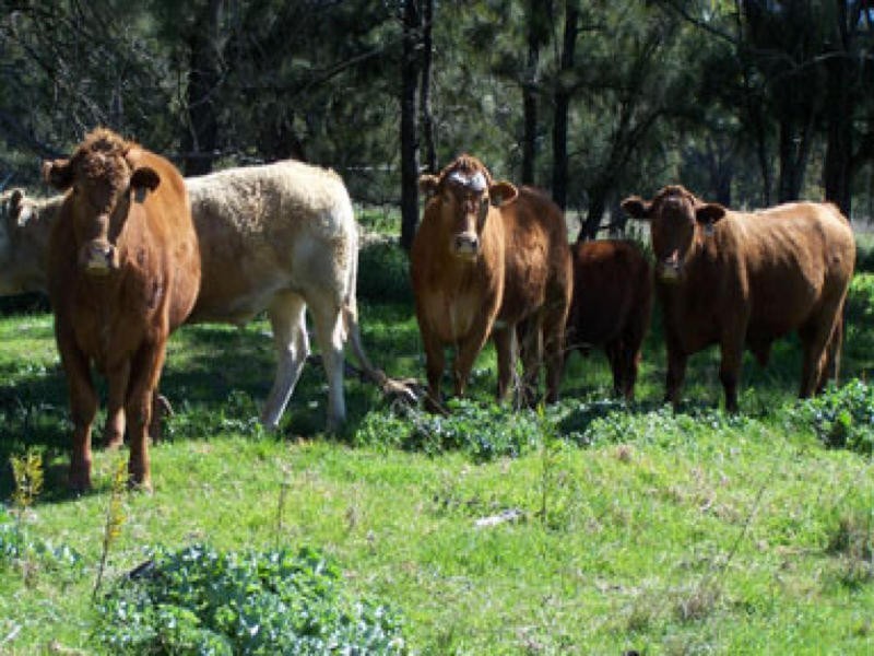 0 0, Willow Tree NSW 2339