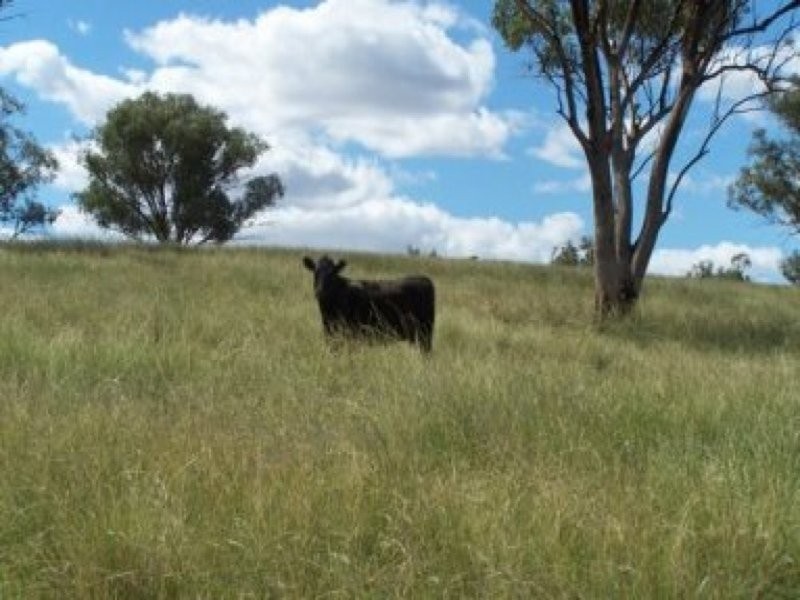 0 0, Manilla NSW 2346