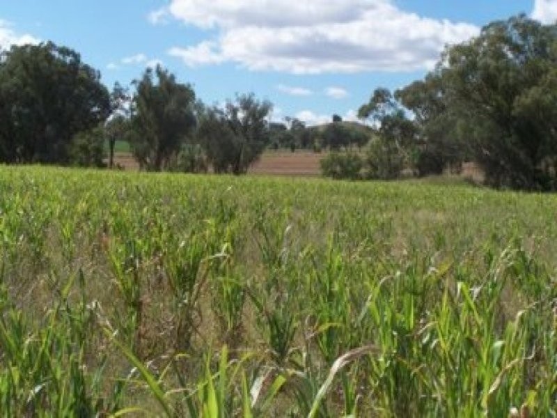 0 0, Manilla NSW 2346