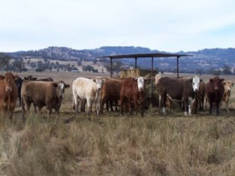 0 0, Willow Tree NSW 2339