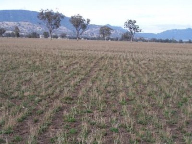 0 0, Willow Tree NSW 2339