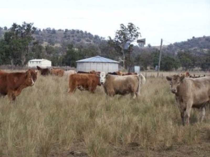 0 0, Willow Tree NSW 2339