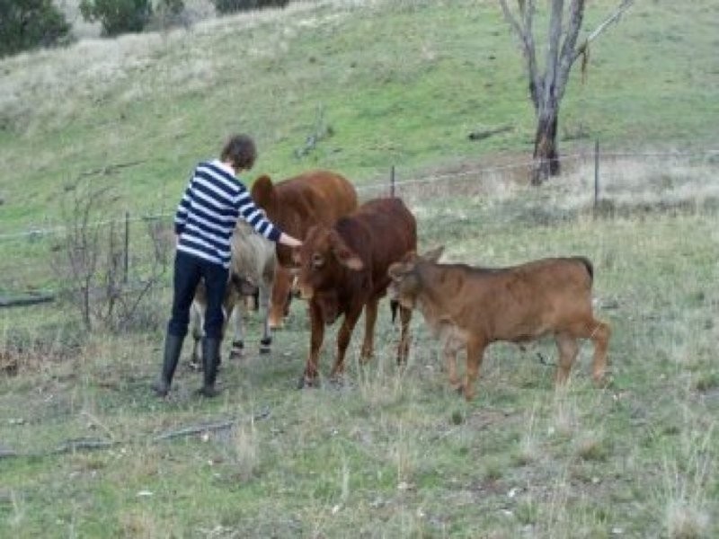 0 0, Piallamore NSW 2340