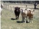 0 0, Moore Creek NSW 2340