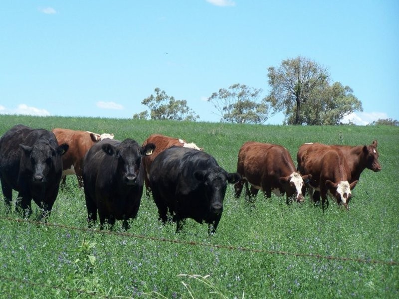 0 0, Tamworth NSW 2340