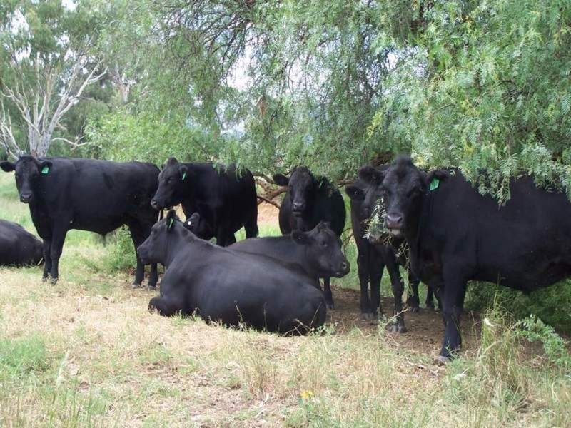 0 0, Calala NSW 2340