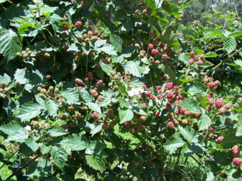 0 Koolkuna, Niangala NSW 2354