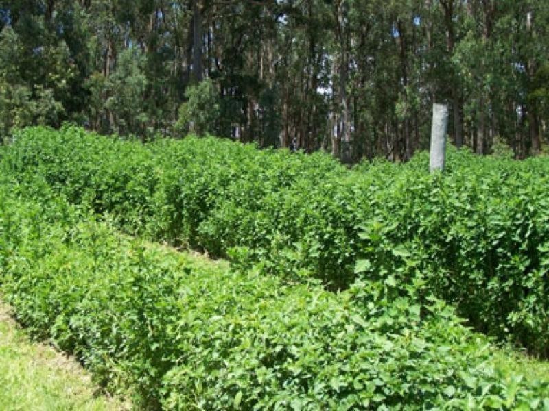 0 Koolkuna, Niangala NSW 2354