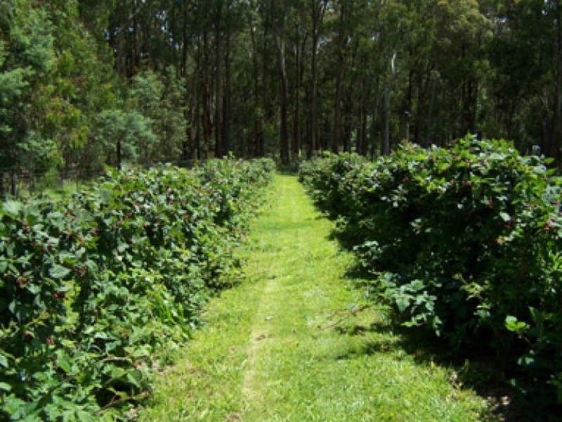 0 Koolkuna, Niangala NSW 2354