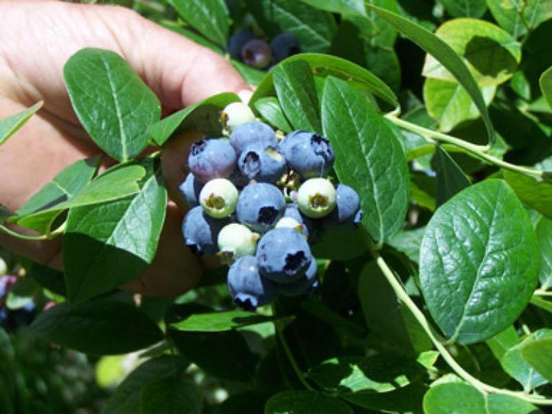 0 Koolkuna, Niangala NSW 2354