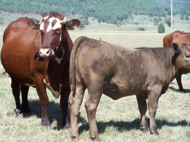 0 Wimbourne, Manilla NSW 2346