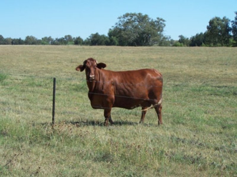 0 Wimbourne, Manilla NSW 2346