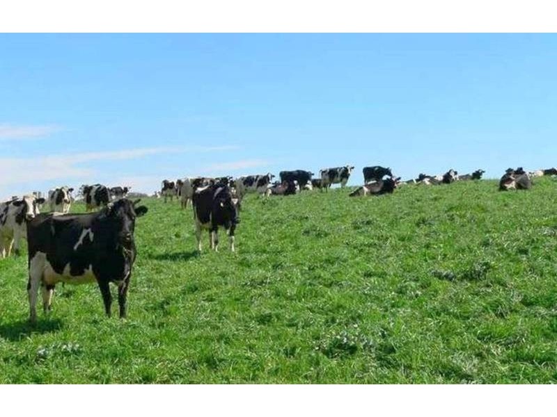 Ultimate Dairy Farm, Manilla NSW 2346