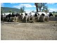 Ultimate Dairy Farm, Manilla NSW 2346