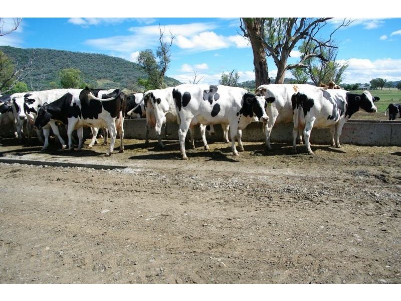 Ultimate Dairy Farm, Manilla NSW 2346