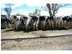 Ultimate Dairy Farm, Manilla NSW 2346