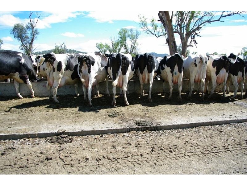 Ultimate Dairy Farm, Manilla NSW 2346
