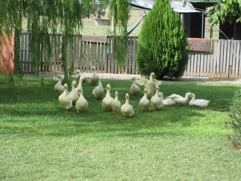 Tamworth NSW 2340