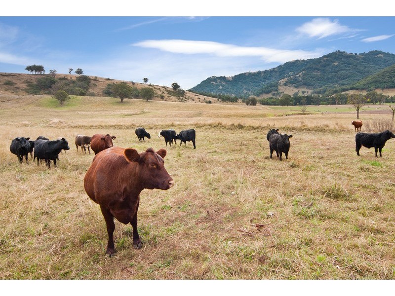 “Whitefield”/120 Dungowan Dam Road, Ogunbil NSW 2340