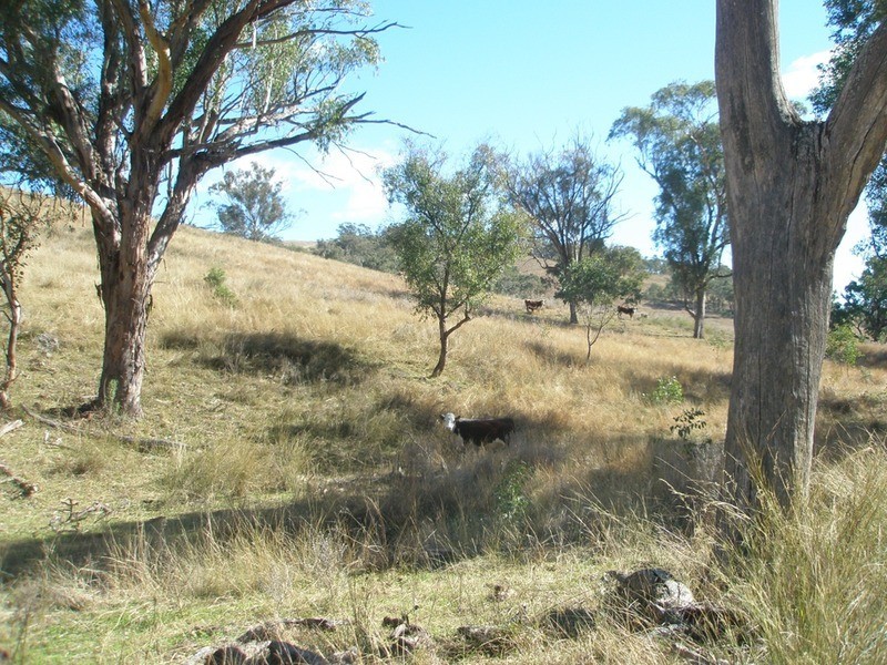 The Top Paddock Back Woolomin Road, Woolomin NSW 2340