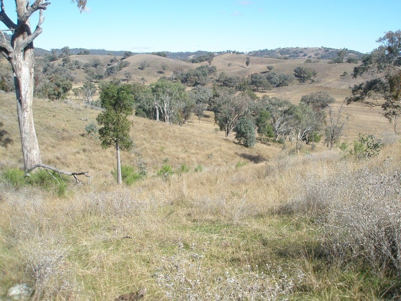 The Top Paddock Back Woolomin Road, Woolomin NSW 2340