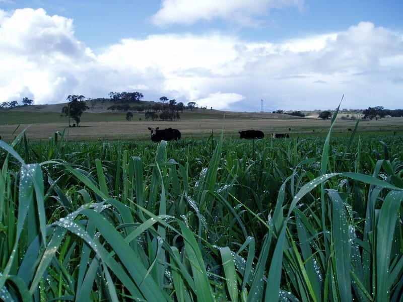 Tamworth NSW 2340
