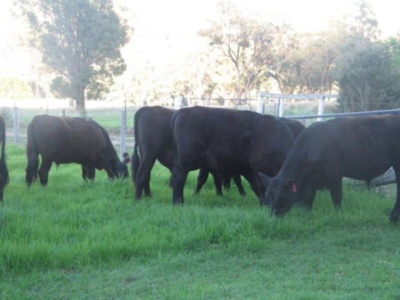 Fig Trees/75 West Caragnoo Road, Moonbi NSW 2353