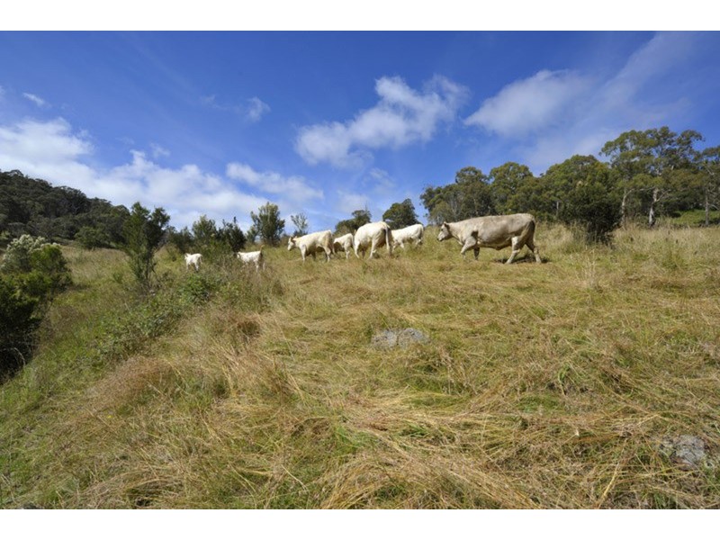Pipeclay Ridge Via Armidale, Ebor NSW 2453
