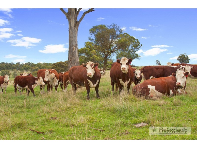 Nevercan & Part Cleveland, Lakes  Road, Walcha NSW 2354