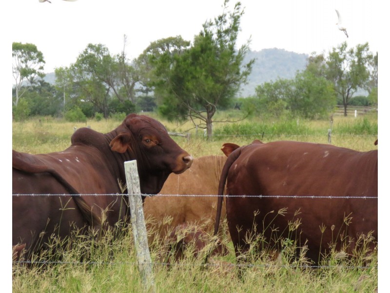 253 Kelsey Road, Bowen QLD 4805