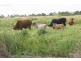 Grazing Land, Telegraph Road, Bowen QLD 4805