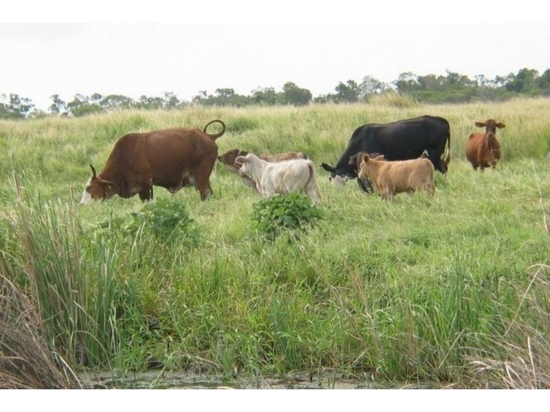 Grazing Land, Telegraph Road, Bowen QLD 4805