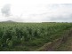 Grazing Land, Telegraph Road, Bowen QLD 4805