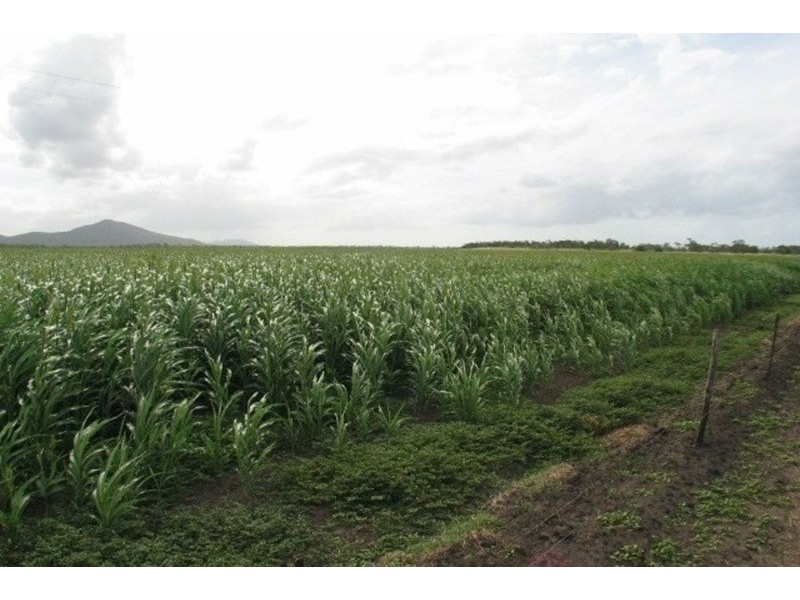Grazing Land, Telegraph Road, Bowen QLD 4805