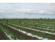 Grazing Land, Telegraph Road, Bowen QLD 4805