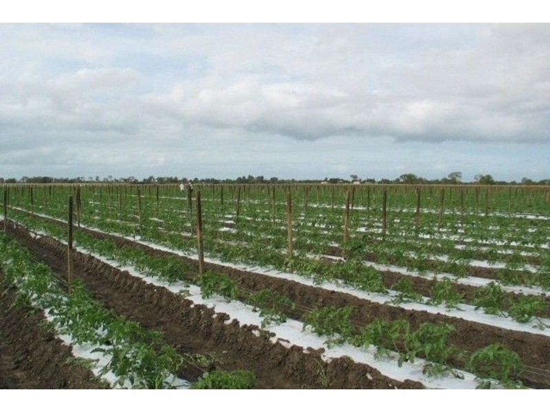 Grazing Land, Telegraph Road, Bowen QLD 4805