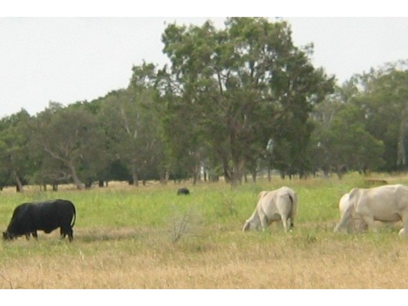 Grazing Land, Telegraph Road, Bowen QLD 4805