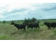 Grazing Land, Telegraph Road, Bowen QLD 4805