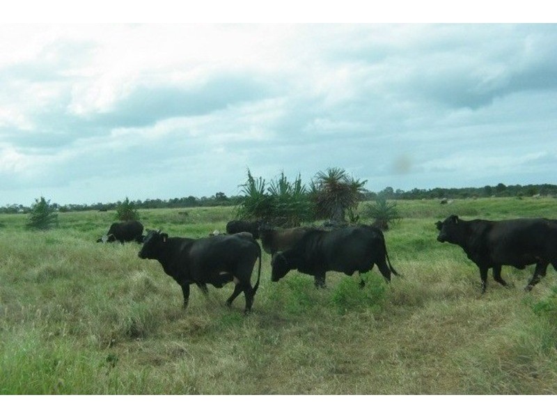 Grazing Land, Telegraph Road, Bowen QLD 4805