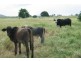 Grazing Land, Telegraph Road, Bowen QLD 4805