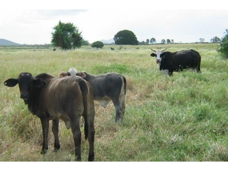 Grazing Land, Telegraph Road, Bowen QLD 4805