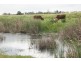Grazing Land, Telegraph Road, Bowen QLD 4805
