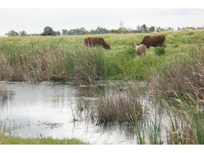 Grazing Land, Telegraph Road, Bowen QLD 4805
